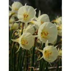 narcissus / nergis SPOİROT